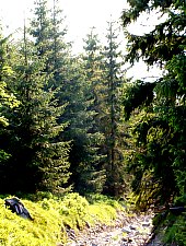 Vârtop saddle - Bihorul peak hiking trail, Bihor-Vladeasa, Apuseni mountains, Photo: Hám Péter