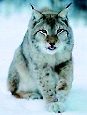 Lynx (Lynx lynx), Photo: WR