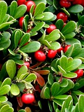 Red Bearberry (Arctostaphylos uva-ursi), Photo: Amalia Pop