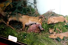 Cluj, Zoological Museum, Photo: Mezei Elemér