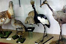 Cluj, Zoological Museum, Photo: Mezei Elemér