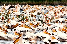 Birds, Danube Delta·, Photo: Mihai Baciu