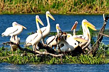 Birds, Danube Delta·, Photo: Mihai Baciu