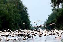 Birds, Danube Delta·, Photo: Dan Bândacu