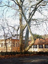 Lövész-kert és villa, Oravica., Fotó: Ramona Stângu