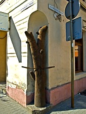 Guilds Tree, Timișoara·, Photo: Eugen Uidumac